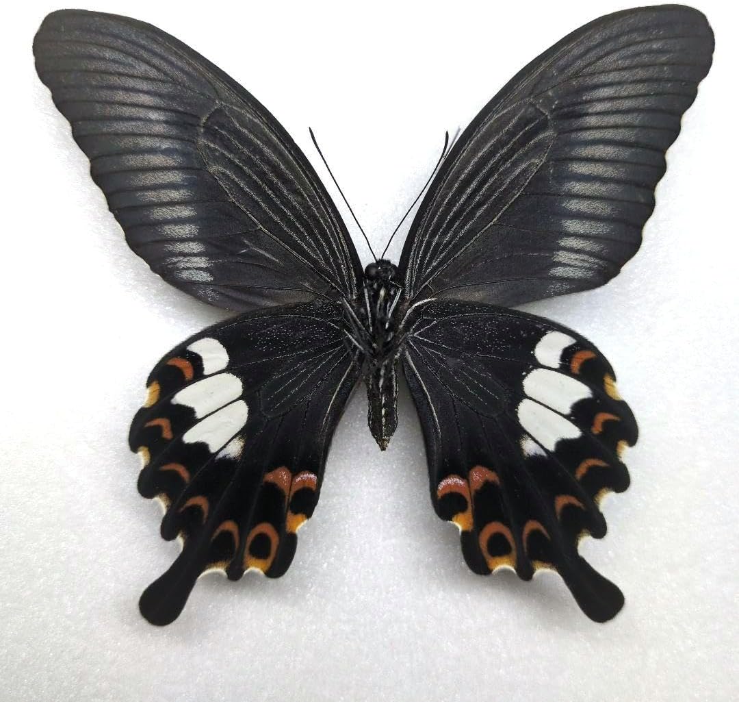 蝶標本 モンキアゲハ（奇形） D <1005z昆虫・標本・蝶> 蝶の標本